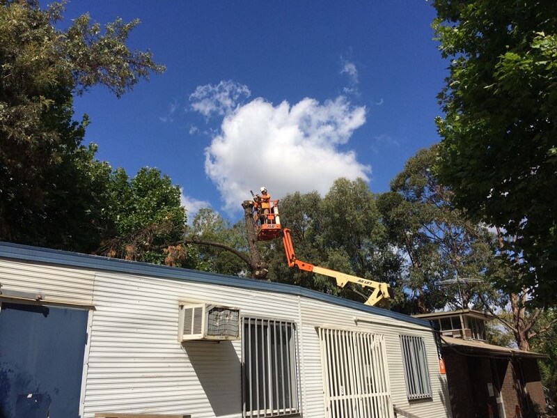 Sydney Emergency Tree Services